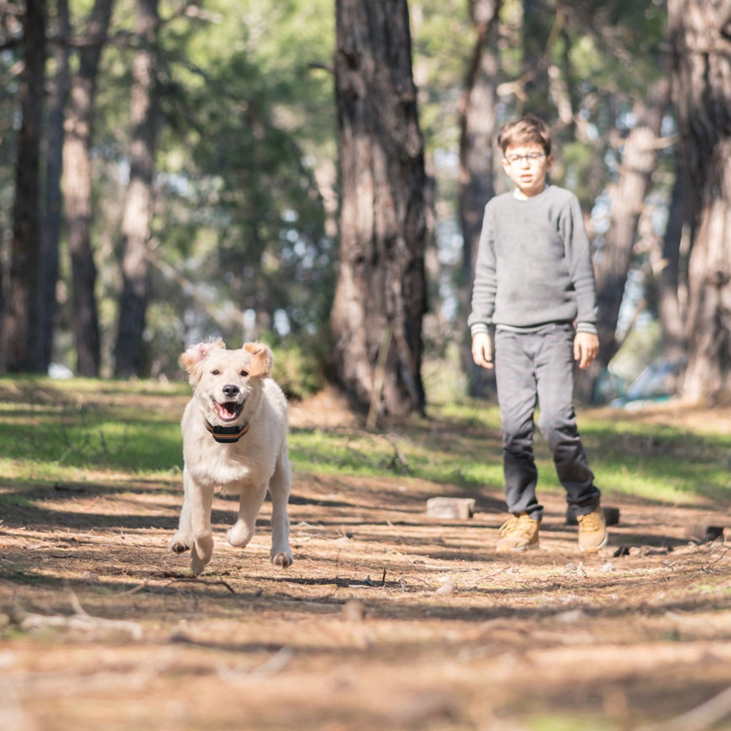 GPS Wireless Dog Fence TeqHome Electric Dog Collar Fence Pet Containment System Range 32-2887ft Rechargeable Harmless Suitable for All Dogs